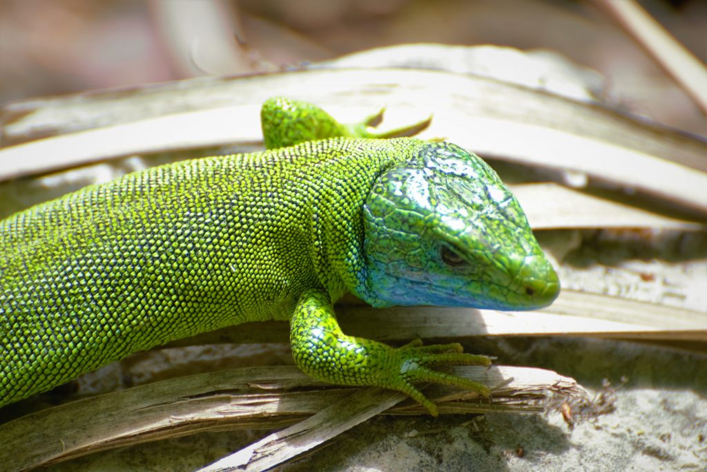 Plitvice Lizard