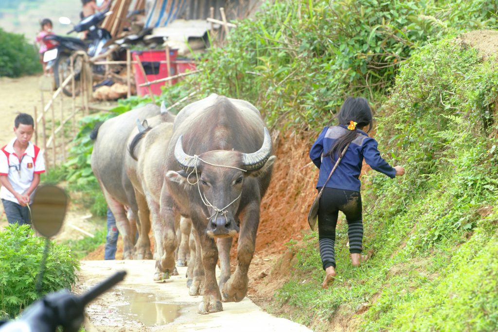 Sapa